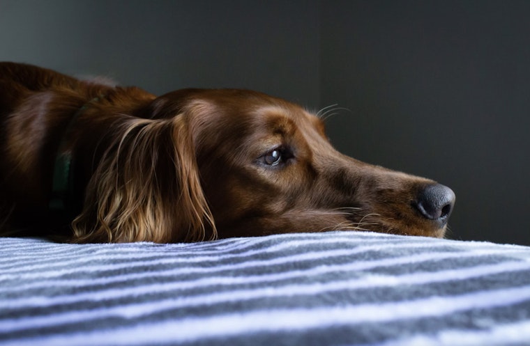 Barking Up the Wrong Tree, Mystery Virus in Dogs Has Vets Sniffing for Answers
