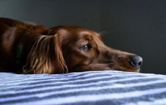Barking Up the Wrong Tree, Mystery Virus in Dogs Has Vets Sniffing for Answers