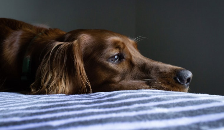 Barking Up the Wrong Tree, Mystery Virus in Dogs Has Vets Sniffing for Answers