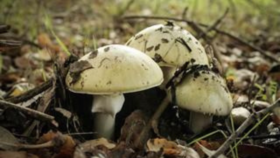 Bay Area Beware, Deadly 'Death Cap' Mushrooms Menace East Bay Parks