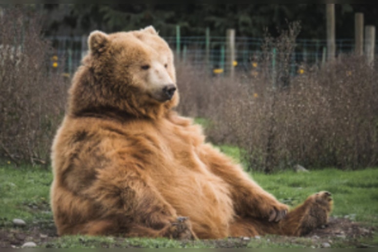 Bear Reworks Christmas Decor in Longwood, Florida, Sparking Festive Frenzy