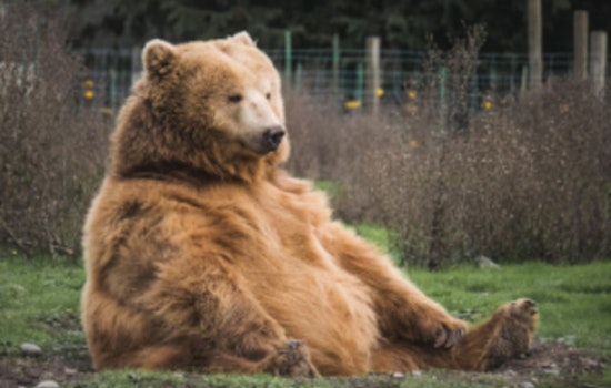 Bear Reworks Christmas Decor in Longwood, Florida, Sparking Festive Frenzy