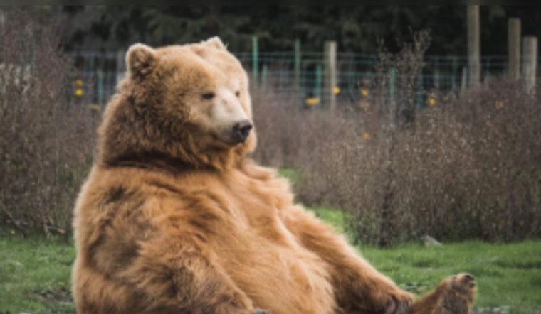 Bear Reworks Christmas Decor in Longwood, Florida, Sparking Festive Frenzy