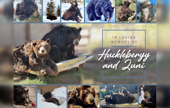 Big Bear's Bittersweet Goodbye, Beloved Black Bears Huck & Zuni Euthanized Amidst Health Struggles