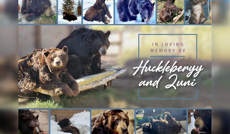 Big Bear's Bittersweet Goodbye, Beloved Black Bears Huck & Zuni Euthanized Amidst Health Struggles
