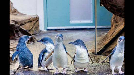 Birch Aquarium Welcomes New Penguin Residents from Cincinnati and New Jersey Ahead of Holiday Festivities