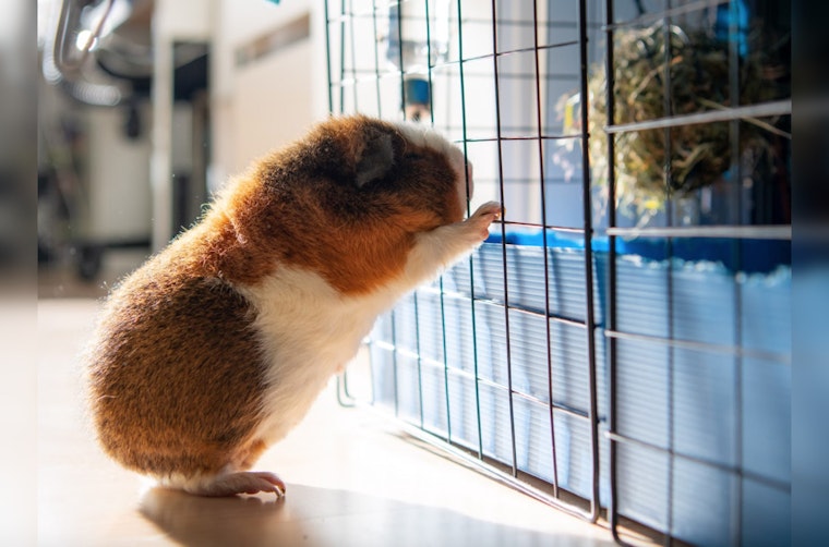 Boston Councilors Eye Guinea Pig Sales Ban in Pet Shop Crackdown