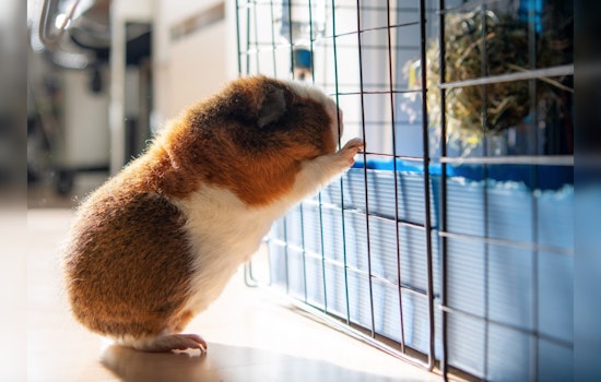 Boston Councilors Eye Guinea Pig Sales Ban in Pet Shop Crackdown