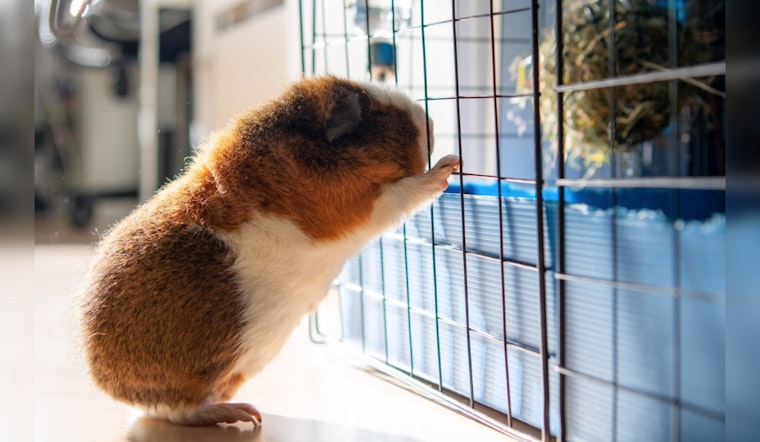 Boston Councilors Eye Guinea Pig Sales Ban in Pet Shop Crackdown