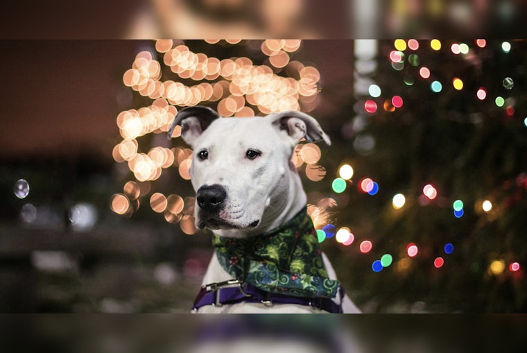 Boston's Best Friend Bonanza, MSPCA Goes Fee-Free to Find Fidos Forever Homes