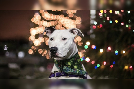 Boston's Best Friend Bonanza, MSPCA Goes Fee-Free to Find Fidos Forever Homes