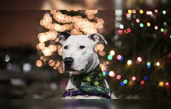 Boston's Best Friend Bonanza, MSPCA Goes Fee-Free to Find Fidos Forever Homes