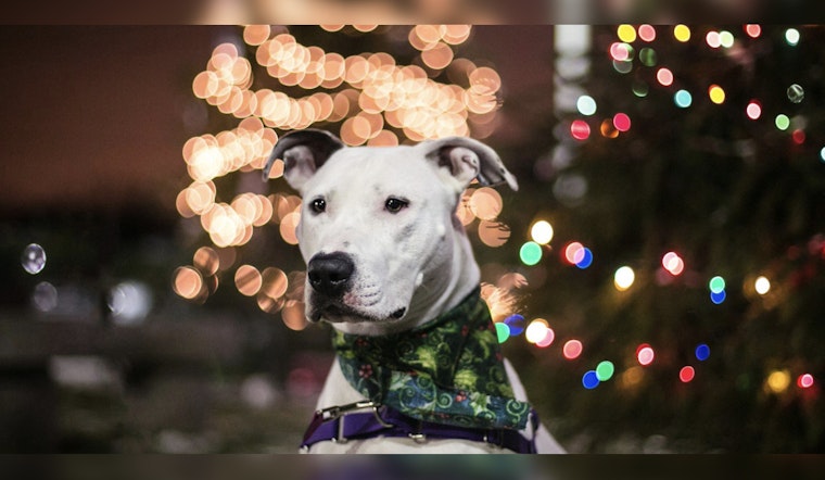 Boston's Best Friend Bonanza, MSPCA Goes Fee-Free to Find Fidos Forever Homes
