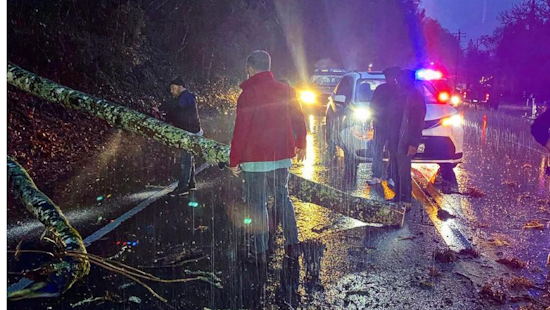 Calistoga Community and Police Unite After Tree Falls on Car, Prompting Quick Response