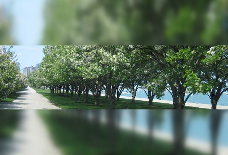 Chicago's Green Triumph Questioned, Volunteers Critical Despite Planting 23,000 Trees Amid Urban Forestry Efforts
