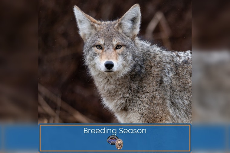 Coyote Mating Season Prompts Urban Wildlife Precautions in Huntington Beach