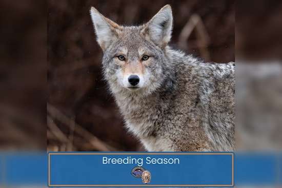 Coyote Mating Season Prompts Urban Wildlife Precautions in Huntington Beach