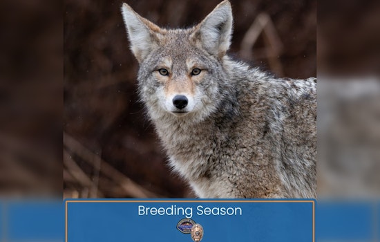 Coyote Mating Season Prompts Urban Wildlife Precautions in Huntington Beach