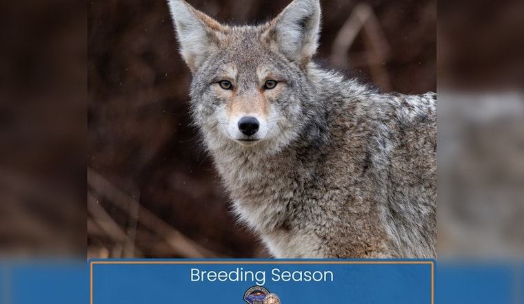 Coyote Mating Season Prompts Urban Wildlife Precautions in Huntington Beach
