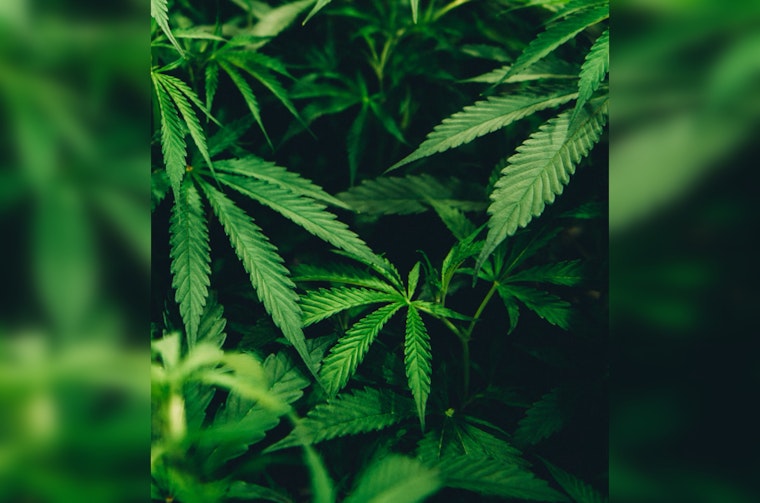 East Point City Council Advances Decriminalization of Marijuana with New Ordinance