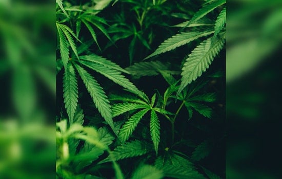 East Point City Council Advances Decriminalization of Marijuana with New Ordinance