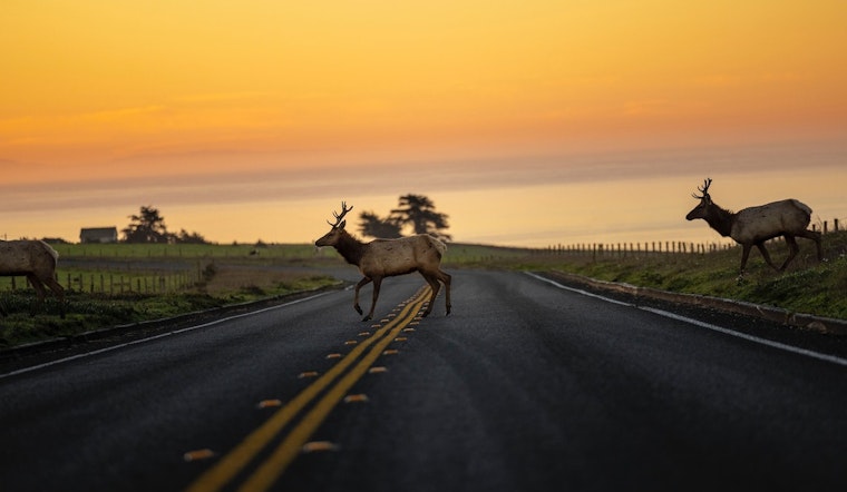 Eden Prairie Launches Nighttime Deer Management as Residents Seek Energy Savings and Engage with Local Police
