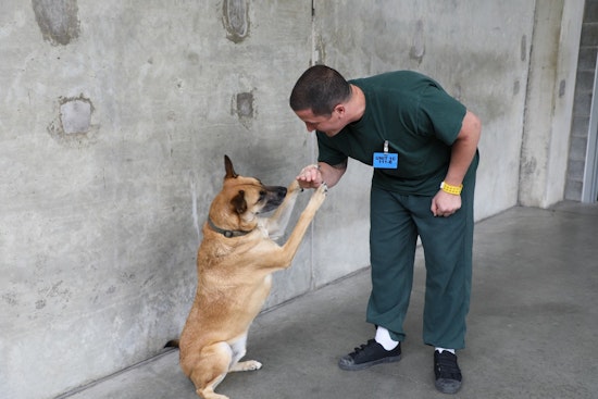 End of an Era in Gwinnett County: Beloved Jail Dogs Program Concludes Due to Facility Reconstruction