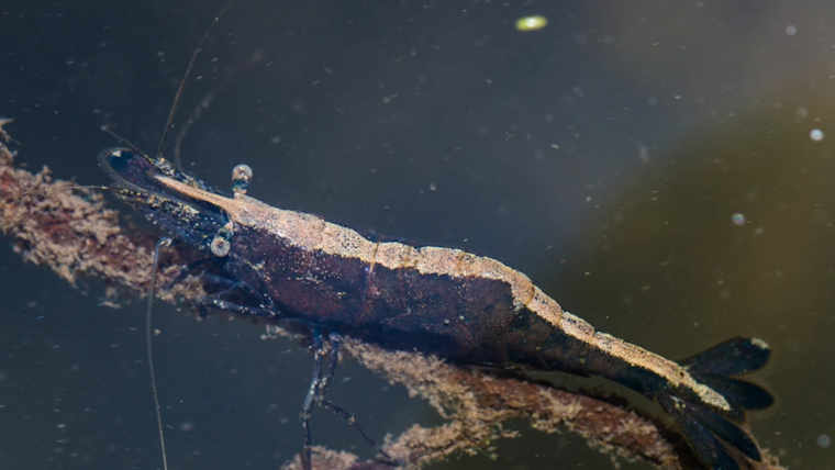 Endangered California Freshwater Shrimp Spotted Further Upstream in Marin County's Olema Creek