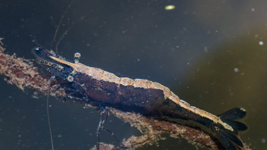 Endangered California Freshwater Shrimp Spotted Further Upstream in Marin County's Olema Creek