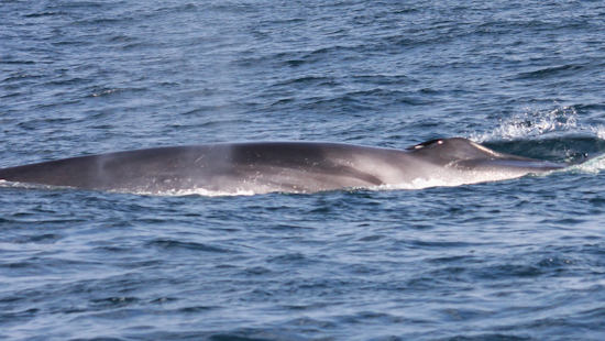 Endangered Fin Whale Carcass Washes Ashore in San Diego, Suspected Orcas Clash Draws Scientific Attention