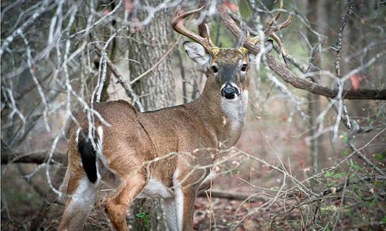 First Case of Fatal Chronic Wasting Disease Detected in Free-Ranging Deer in Coleman County, Texas