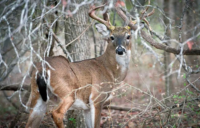 First Case of Fatal Chronic Wasting Disease Detected in Free-Ranging Deer in Coleman County, Texas
