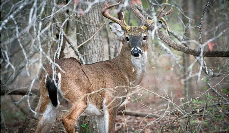 First Case of Fatal Chronic Wasting Disease Detected in Free-Ranging Deer in Coleman County, Texas
