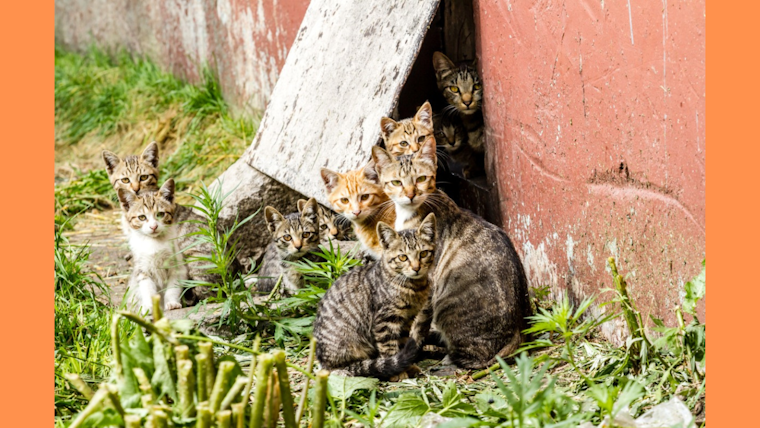 Fort Worth Embraces Community and Nonprofits in Effective Feral Cat Management Strategy