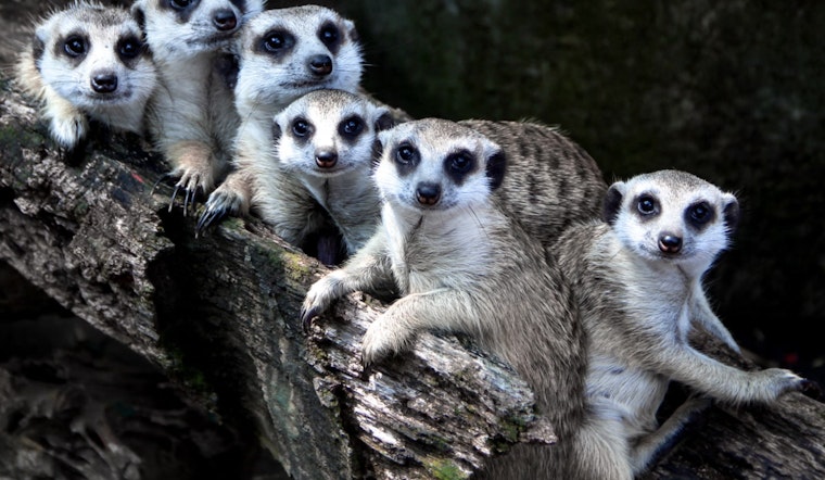 From Toothy Fish to Hawk Attacks, A Wild Year for Texas Wildlife Stories