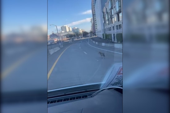 Coyote's Highway Hangout Spurs Traffic Turmoil on 280 near Mission Bay