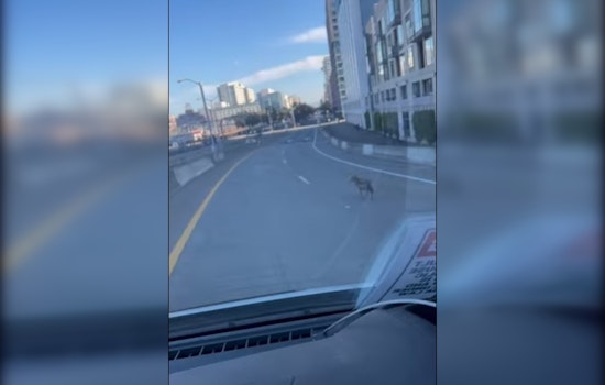 Coyote's Highway Hangout Spurs Traffic Turmoil on 280 near Mission Bay