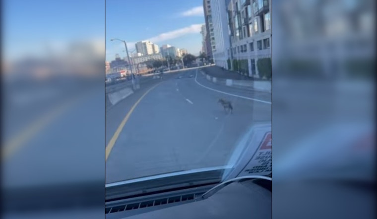 Coyote's Highway Hangout Spurs Traffic Turmoil on 280 near Mission Bay