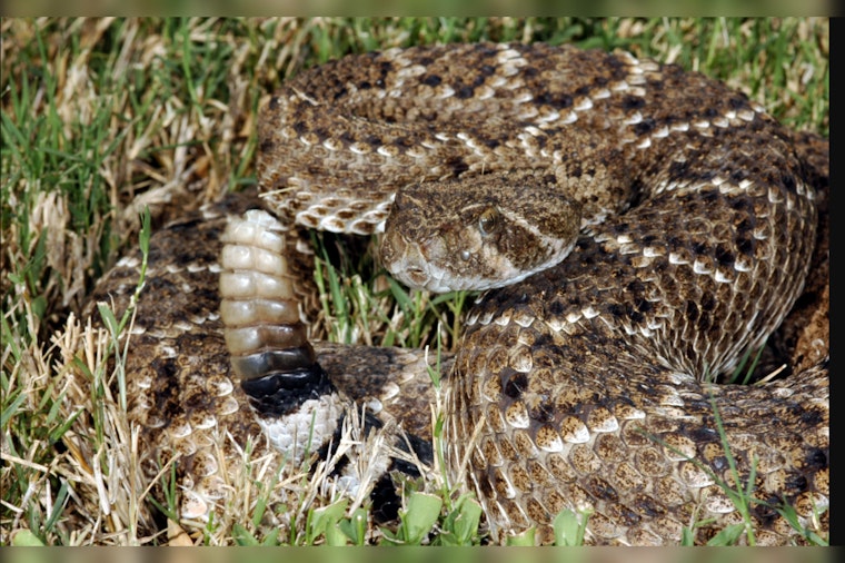 Galveston Beachgoers Cautioned as Rattlesnakes Seek Sun on the Sands