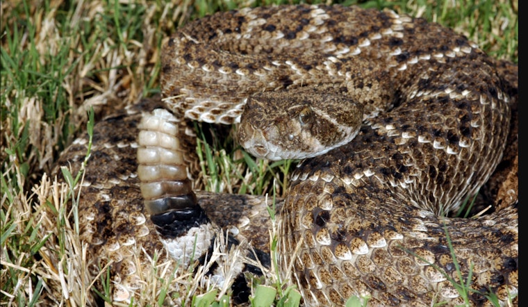 Galveston Beachgoers Cautioned as Rattlesnakes Seek Sun on the Sands
