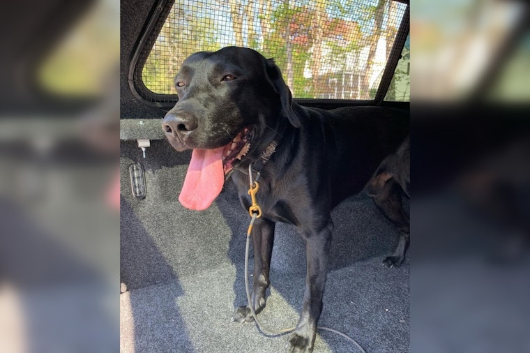  Groton PD Intensively Searches for Suspect in Hit-and-Run Incident Causing Injury to K-9 Bane