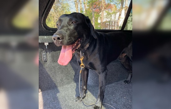 Groton PD Intensively Searches for Suspect in Hit-and-Run Incident Causing Injury to K-9 Bane