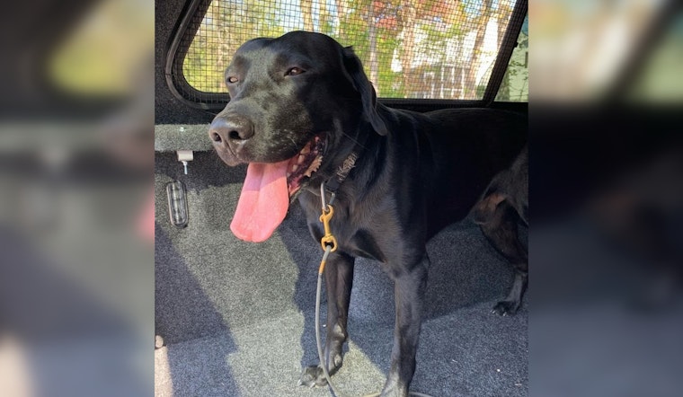 Groton PD Intensively Searches for Suspect in Hit-and-Run Incident Causing Injury to K-9 Bane