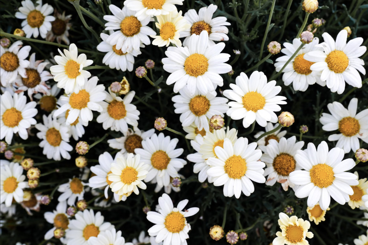 Guide to Thriving Plants Amid Texas Heat in San Antonio Gardens for