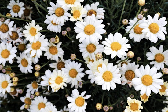 Guide to Thriving Plants Amid Texas Heat in San Antonio Gardens for Colorful 2024