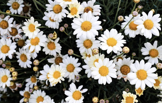 Guide to Thriving Plants Amid Texas Heat in San Antonio Gardens for Colorful 2024