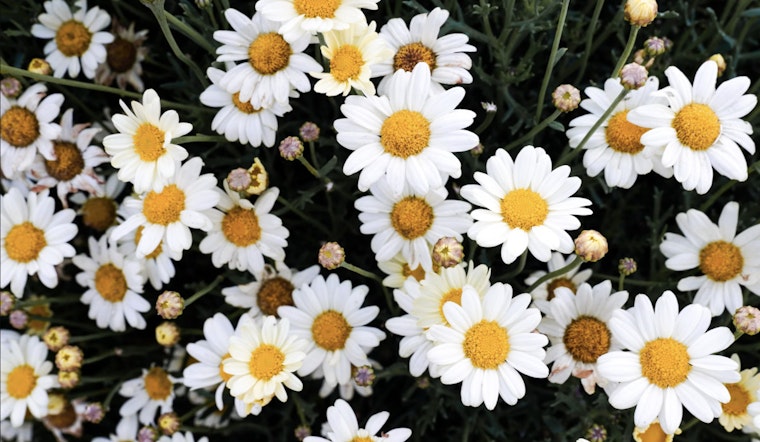 Guide to Thriving Plants Amid Texas Heat in San Antonio Gardens for Colorful 2024