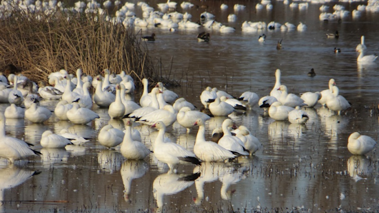 H5N1 Avian Flu Spreads Among California Wild Birds, Puts California on Alert