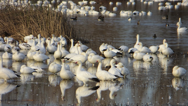 H5N1 Avian Flu Spreads Among California Wild Birds, Puts California on Alert