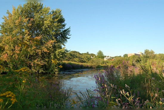 Health Advisory Issued for Alewife Brook in Cambridge Amid Sewage and Bacteria Concerns